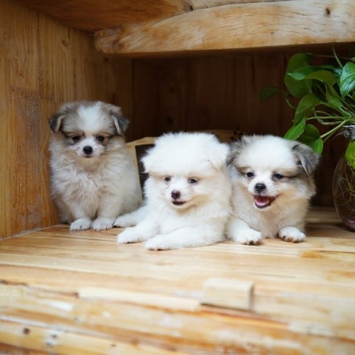 Ba chú chó Pom Bắc Kinh Teacup dễ thương với bộ lông xù trắng mịn.