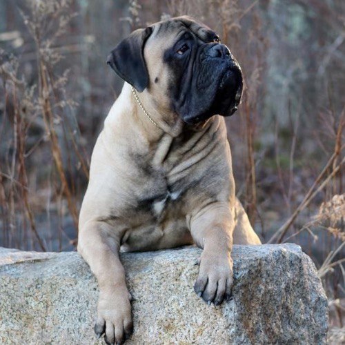 Chó Bullmastiff với vẻ điềm tĩnh, nằm trên phiến đá, ánh mắt đầy cảnh giác.