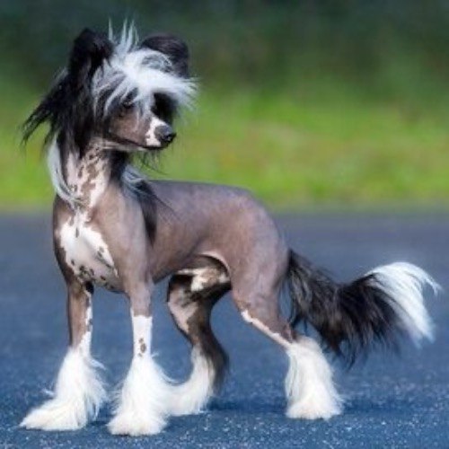 Chó Chinese Crested độc đáo với bộ lông trên đầu, chân, và đuôi.