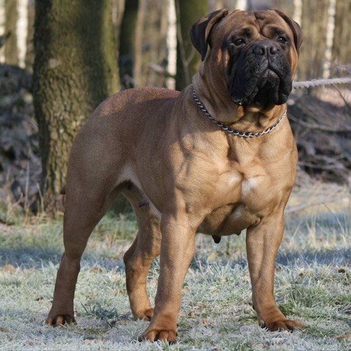 Chó Bullmastiff thân hình vạm vỡ, trung thành và là giống giữ nhà lý tưởng.