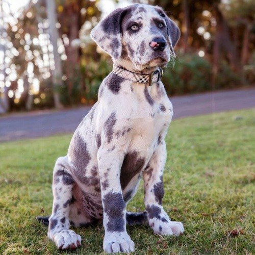 Chó Great Dane con đốm xám ngồi trên cỏ, đeo vòng cổ.