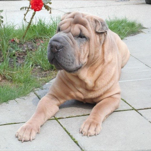 Chó Shar Pei nằm thư giãn, nổi bật với làn da nhăn đặc trưng và khuôn mặt điềm tĩnh.