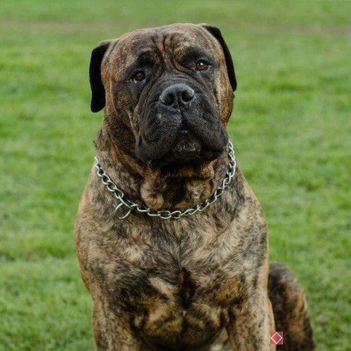 Bullmastiff vện nâu ngồi trên cỏ, đeo dây xích cổ chắc chắn.