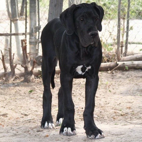 Chó Great Dane màu đen, đứng trong sân với vóc dáng cao lớn, cơ thể chắc khỏe.
