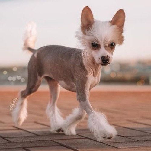 Chó Chinese Crested vui tính, nhạy cảm, và thân thiện với gia đình.