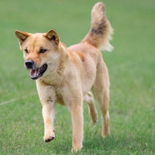 Chó Jindo Hàn Quốc chạy trên đồng cỏ, bộ lông vàng ngắn, khỏe mạnh và năng động.