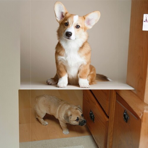 Chó Corgi thuần chủng và chó lai Pug độc lạ, vóc dáng đáng yêu.