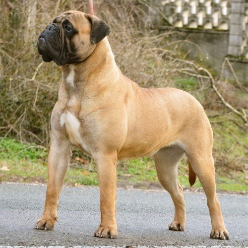 Chó Bullmastiff oai vệ với thân hình cơ bắp, đầu vuông và lông màu vàng nhạt.