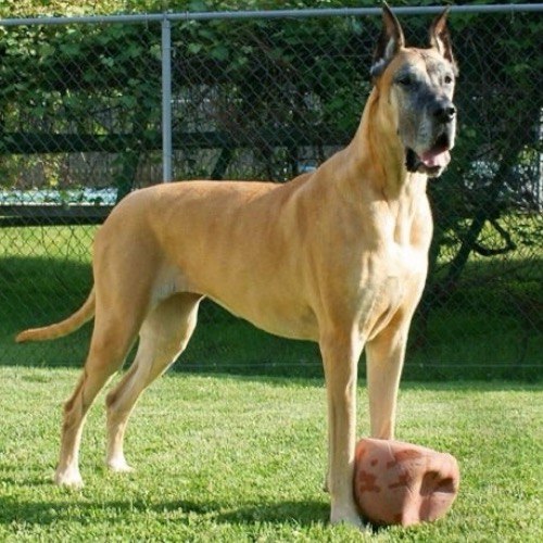 Chó Great Dane đứng oai phong trên cỏ, cạnh món đồ chơi yêu thích.