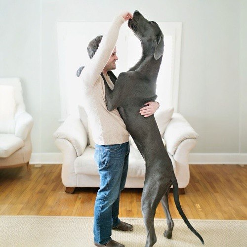 Người đàn ông chơi đùa với chó Great Dane cao lớn trong phòng khách.