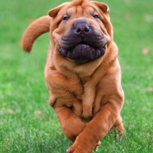 Chó Shar Pei màu nâu đang chạy trên cỏ xanh, mặt nhăn độc đáo.