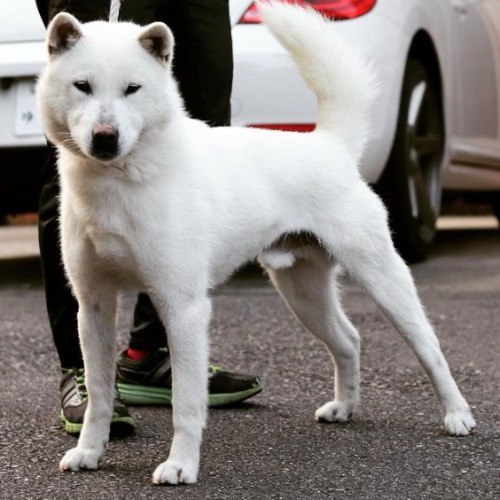 Chó Kishu Inu trắng nguyên thủy, giống chó cổ từ Nhật Bản.
