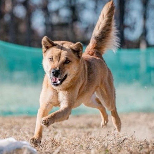 Chó Jindo Hàn Quốc chạy nhảy ngoài trời, năng động và tràn đầy sức sống.