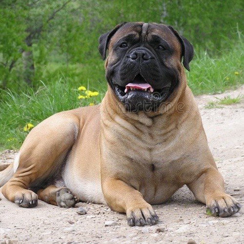 Bullmastiff nằm thư giãn trên nền đất, vẻ mặt thoải mái và thân thiện.