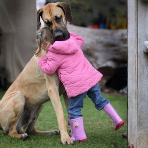 Chó Great Dane khổng lồ ôm thân thiết một bé gái nhỏ.