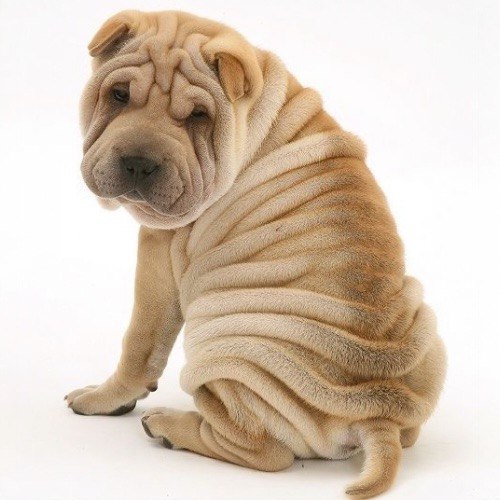 Chó Shar Pei thuần chủng với bộ da nhăn đặc trưng, nhìn về phía sau.