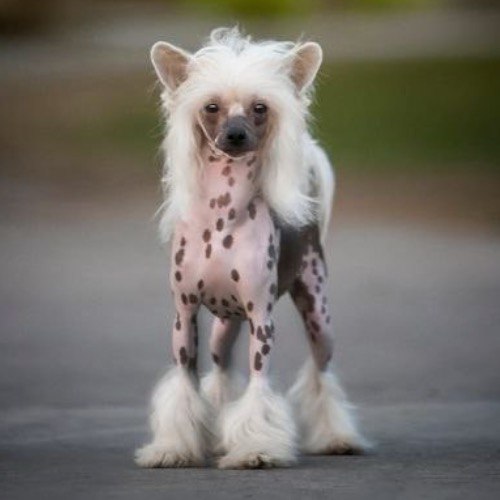 Chó Chinese Crested với vẻ ngoài độc lạ, da trần và lông dài trên đầu, chân.