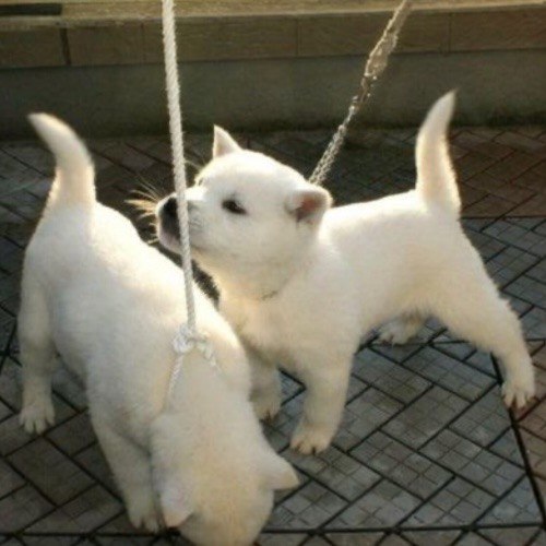 Hai chú chó con Kishu Inu đang chơi đùa, cần huấn luyện và chăm sóc đúng cách.