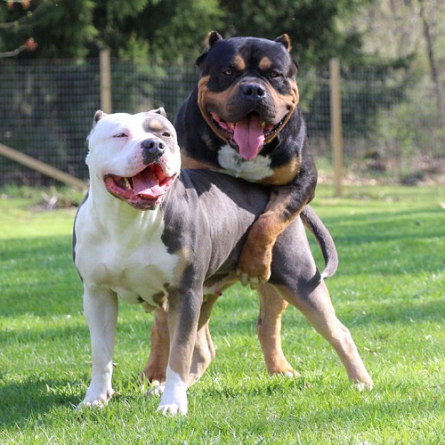 Cặp chó Pitbull giống đang giao phối tại trại nhân giống Chomeocanh.com