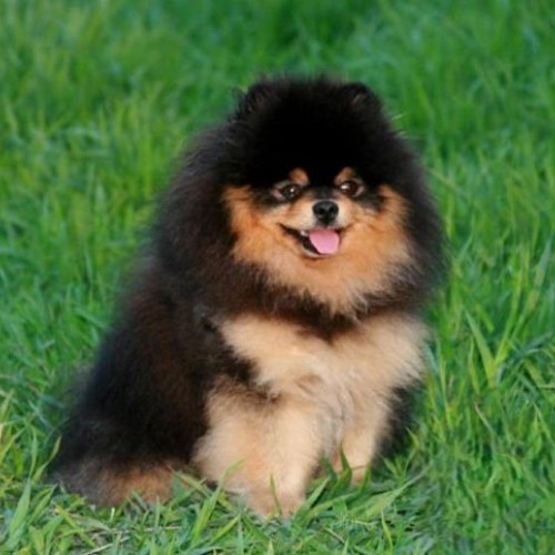 Chó Phốc Sóc Black Tan tại Thái Lan.