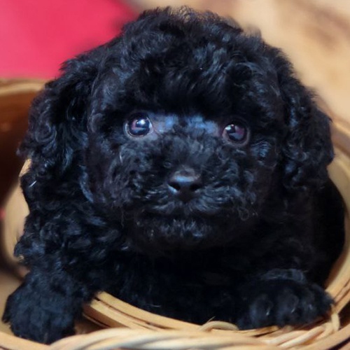 Chó Poodle đen nhỏ đáng yêu với bộ lông xoăn mềm mượt.