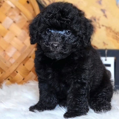 Chó Poodle Tiny đen đáng yêu tại Chomeocanh.com.