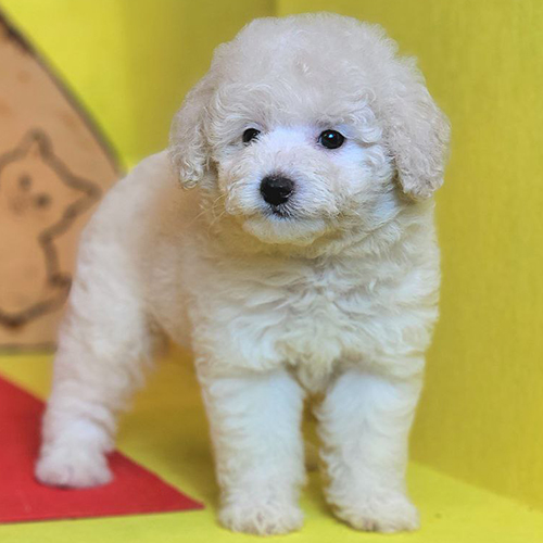 Chó Poodle kem đáng yêu với bộ lông xoăn mịn.