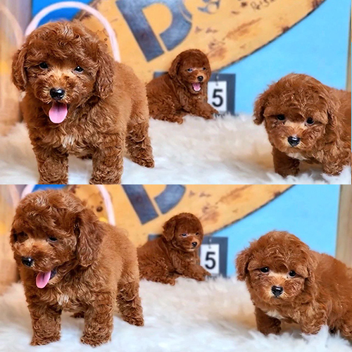 Đàn Poodle nâu đỏ đáng yêu, tinh nghịch và lanh lợi.