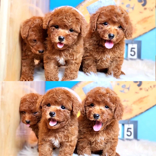 Đàn Poodle thuần chủng đáng yêu, nơi phối giống Poodle uy tín tại Chomeocanh.com.