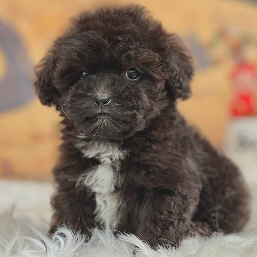 Chó Teacup Poodle lông nâu đen pha trắng đáng yêu.