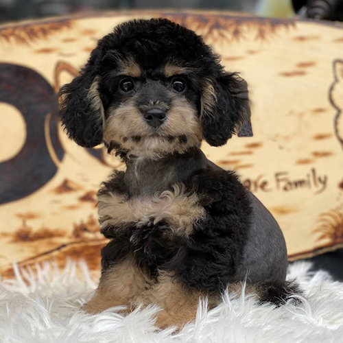 Chó Poodle Phantom với bộ lông đen vàng độc đáo và ấn tượng.