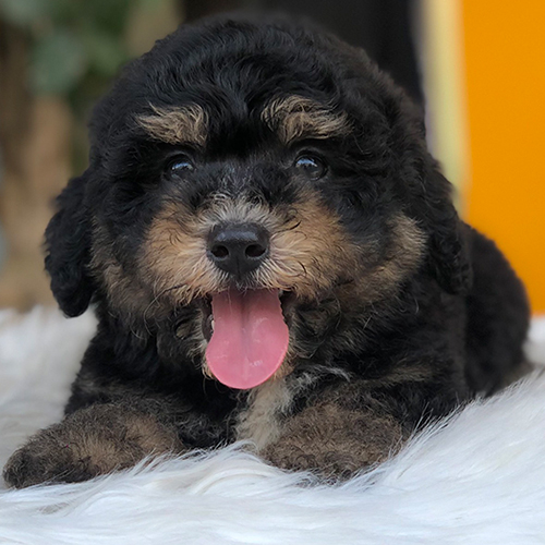 Chó Poodle Phantom nổi bật với bộ lông đặc biệt và vẻ ngoài đáng yêu.