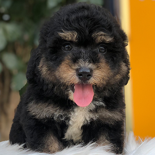 Chó Poodle Black & Tan hiếm, lông đen nâu độc đáo.