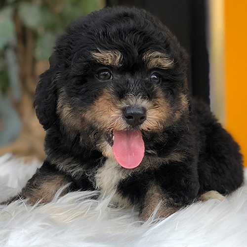 Chó Poodle Phantom đáng yêu với bộ lông xoăn hai màu.