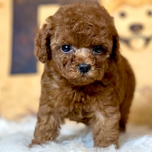 Chó Teacup lông nâu đáng yêu được rao bán trên Chợ Tốt.