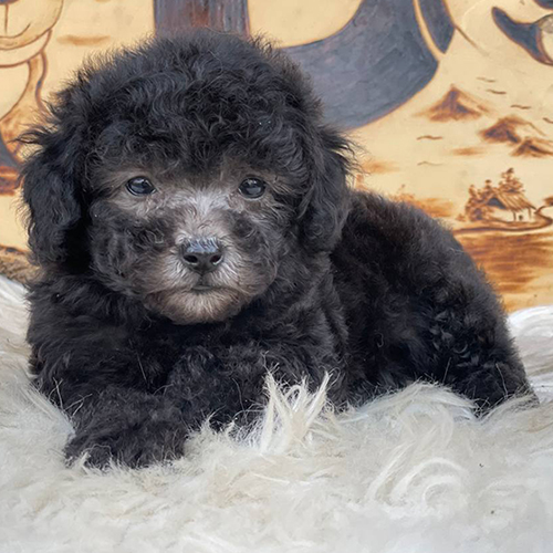 Chó Poodle đen đáng yêu nằm trên thảm lông trắng, bộ lông xoăn mềm mại và đôi mắt to tròn dễ thương.