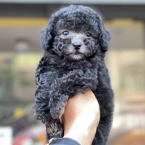 Chó Poodle xám nhỏ đáng yêu được nâng niu trên tay.