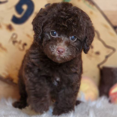 Chó Poodle con lông nâu chocolate bồng bềnh đáng yêu.