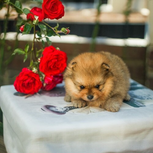 Một bé chó Phốc Sóc màu cam bên hoa hồng đỏ, bộ lông mềm mượt và dáng vẻ đáng yêu.