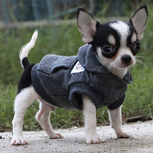 Chó Chihuahua mặc áo hoodie xám dễ thương