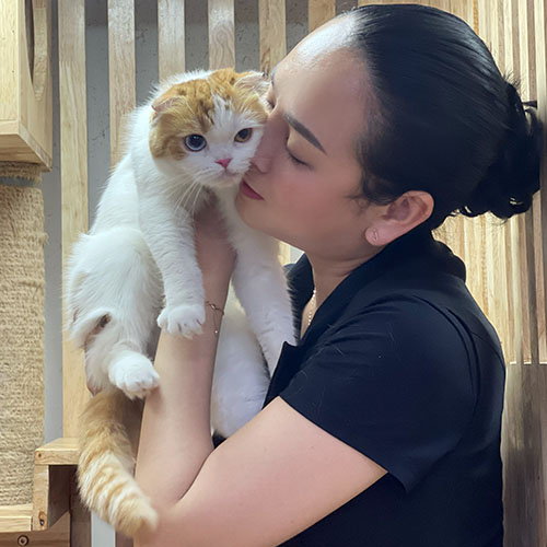 Mèo Scottish Fold tai cụp màu trắng vàng được chủ nhân ôm và yêu thương.