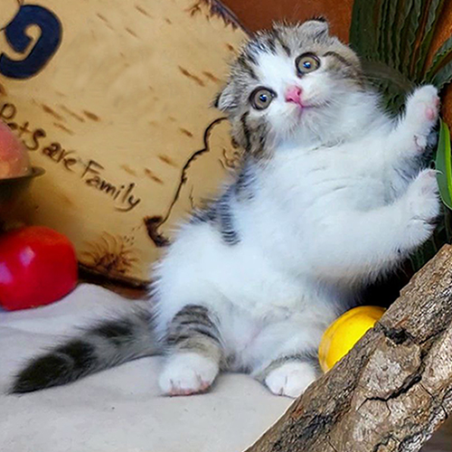 Mèo Scottish tai cụp tabby bicolor đáng yêu đang chơi đùa