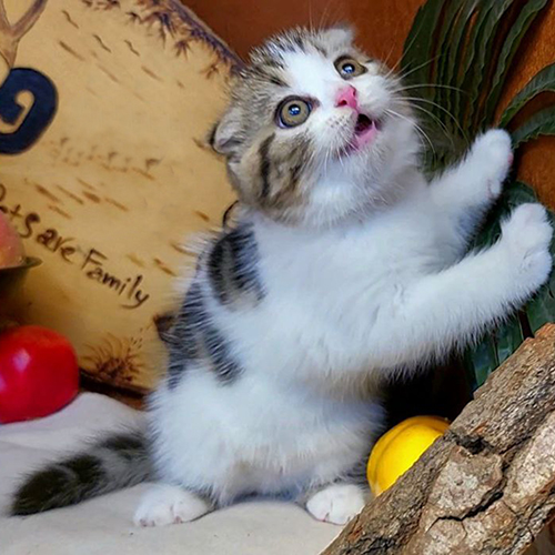Mèo Scottish tai cụp tabby bicolor tinh nghịch đang chơi đùa