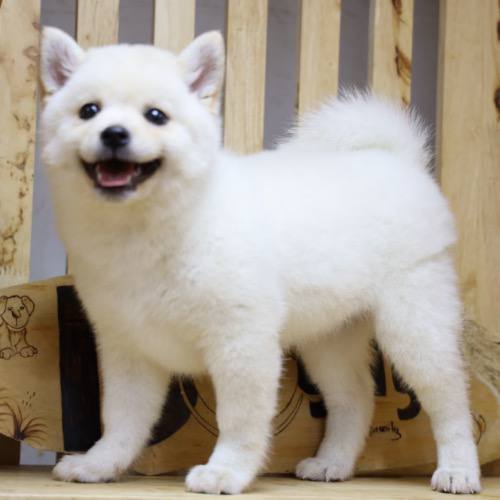 Chó Shiba Inu màu trắng với biểu cảm vui vẻ và lông mềm mịn.