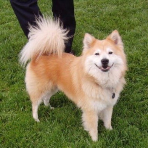 Chó Shiba lai Chow Chow với lông xù vàng kem trên bãi cỏ.