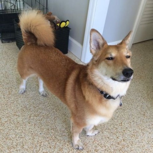 Shiba Inu chân ngắn đứng thẳng với vẻ mặt tự tin và đuôi cong đẹp mắt.