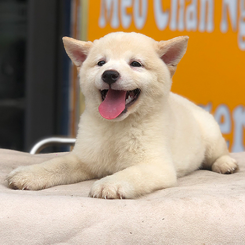 Chó Shiba Inu con lông vàng kem nằm cười tươi, cần vận động mỗi ngày