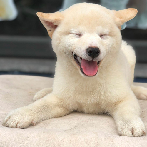 Chó Shiba Inu màu trắng cười tươi với vẻ mặt đáng yêu