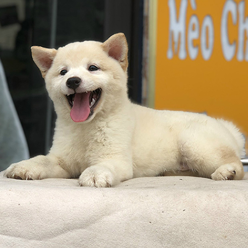 Chó Shiba Inu trắng thuần chủng nằm thoải mái, thân hình chắc khỏe, đuôi cong lưỡi liềm chuẩn giống