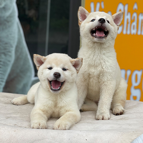 Hai chó Shiba Inu trắng thuần chủng cười tươi rạng rỡ, đại diện giống chó cổ xưa Nhật Bản